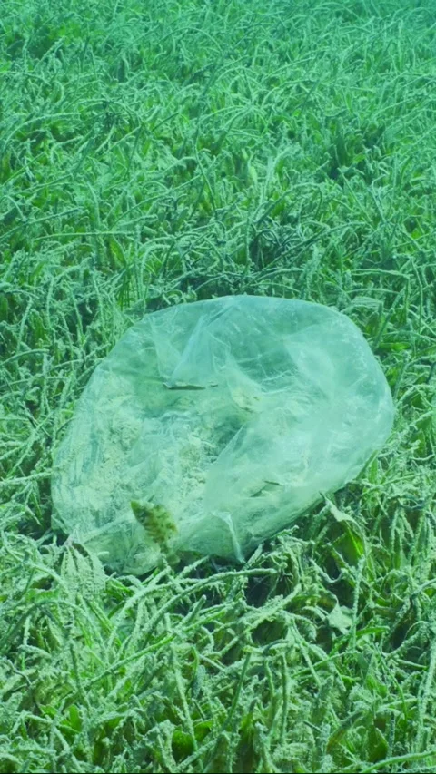 Slow motion, Old plastic bad lies on seagrass meadow on Round Leaf Sea Grass 스톡 동영상 244198931