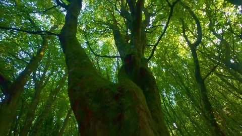 Slow motion old tree with moss covered branches in green woods Stock Footage 340439999