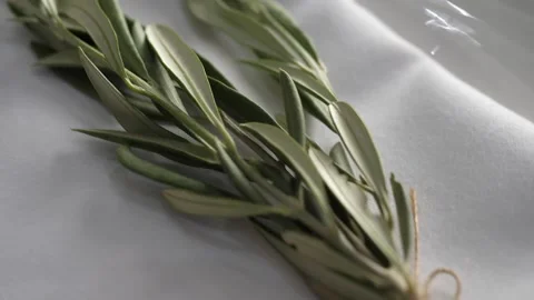 Slow Motion Olive Stock Footage 157677447