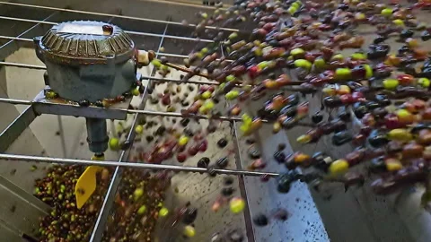 Slow motion of Olive Oil mill while process harvested raw biological olives, 4k Video stock 345262404