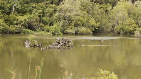 Slow motion one anhinga pushes another bird off his spot on tree branch in water Stock Footage 106948181
