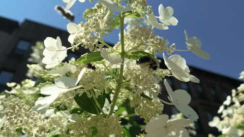 Slow motion one bee joining another on white flowers Stock Footage 342349755