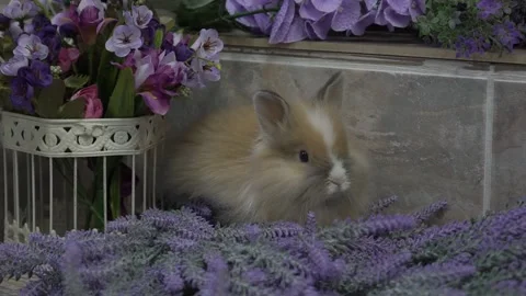 Slow Motion one brown rabbit sitting lavender bunches at background Video stock 165619252