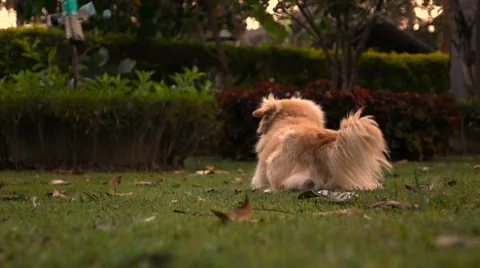 Slow motion One dog lay down on grass field with sun light Stock Footage 68074825
