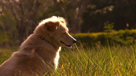 Slow motion One dog sitting on grass field with sun light Stock Footage 68075423