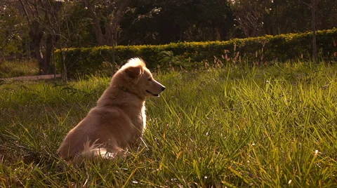 Slow motion One dog sitting on grass field with sun light Stock Footage 68076514