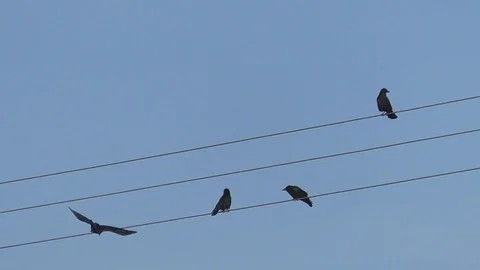 Slow-motion: One of four carrion crows taking off from power line, crow cawing Stock Footage 100708567