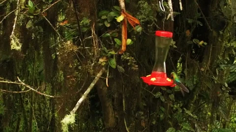Slow Motion of one Hummingbird Joining another at a Feeder in Ecuador Video stock 60433506