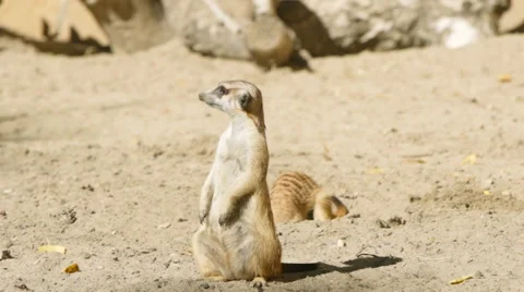 SLOW MOTION: One meerkat guards and other digs Vídeos de archivo 67922629