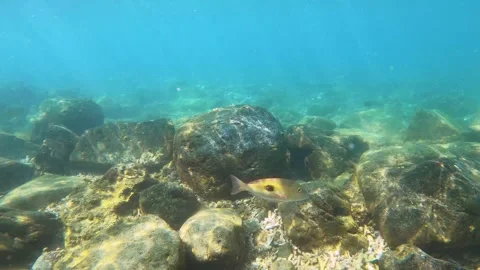 Slow motion of one spot snapper Lutjanus monostigma swimming across with huge si Stock Footage 242326896