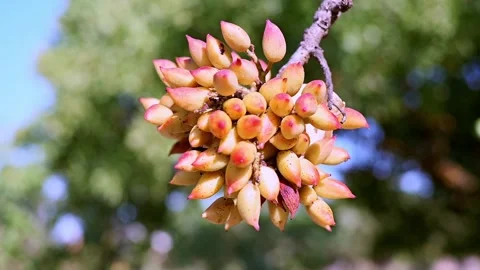 Slow motion orbital gimbal shot of fresh pistachio ready for harvest. Stock Footage 314836591