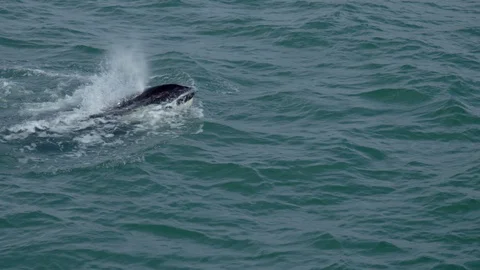 Slow motion Orca whale on surface of water Vídeos de archivo 87723935