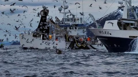 Slow motion - Orcas and humpback whales feeding between fishing boats Stock Footage 101791662