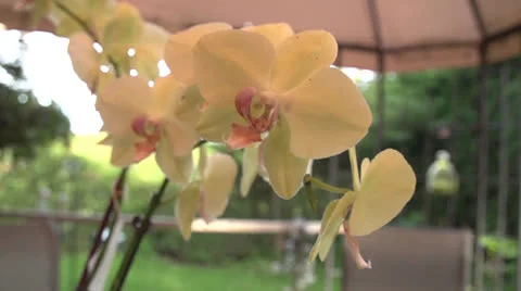 Slow Motion Orchid Flyby Stock-Footage 25602909