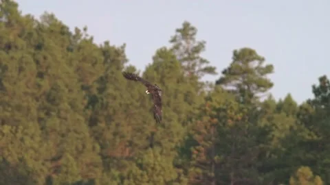 Slow Motion of Osprey Hawk Flying Flight Circling in Sky in Summer Stock Footage 148445113