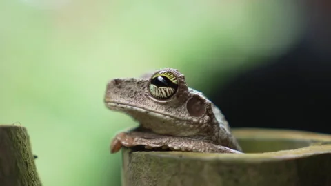 Slow motion of an Osteocephalus taurinus frog in the Amazon rainforest Vidéo 333223675
