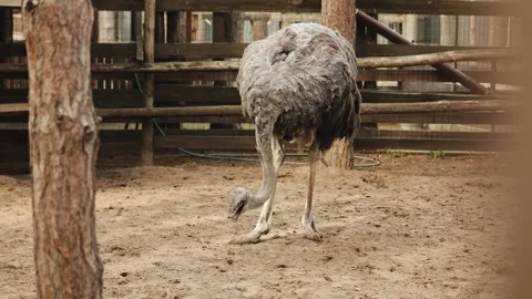 Slow motion: An ostrich eats feces from the ground on a farm. Agriculture Stock Footage 311247175