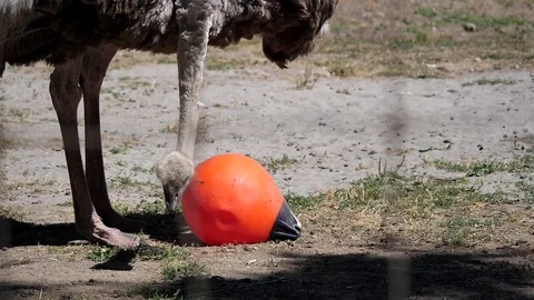 Slow motion of ostrich moving inside a farm Video stock 78216989