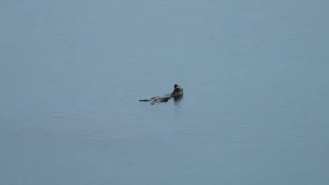 Slow motion of otter floating in water on back before disappearing underwater Stock Footage 129112675