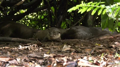 Slow motion of an otter running off at the Singapore Botanic Gardens Stock Footage