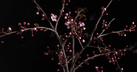 Slow motion outdoor view of a beautiful pink flowers tree. Pink flower blooms Video stock 336450769
