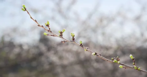 Slow motion outdoor view of a beautiful pink flowers tree. Pink flower blooms Video stock 336450883