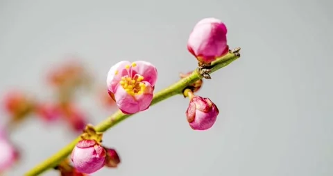 Slow motion outdoor view of a beautiful pink flowers tree. Pink flower blooms Video stock 336450897