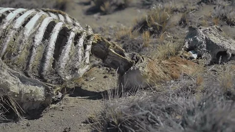 Slow motion over dead guanaco slowly decomposing on dry harsh Patagonian desert Stock Footage 255685842