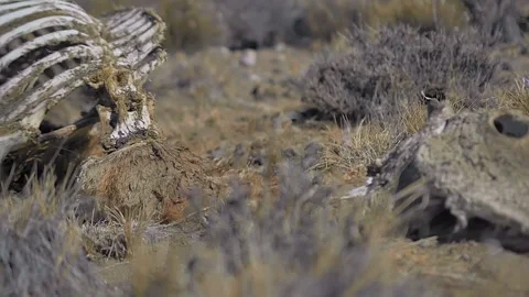 Slow motion over dead guanaco slowly decomposing on dry harsh Patagonian desert Stock Footage 255685845