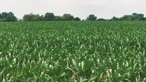 Slow motion over green corn field. Stock Footage 243597770
