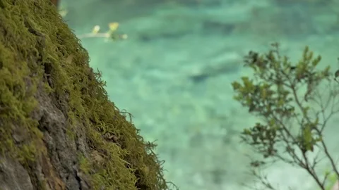Slow motion over mossy trunk besides a pristine fresh water river in Patagonia Stock Footage 256183583