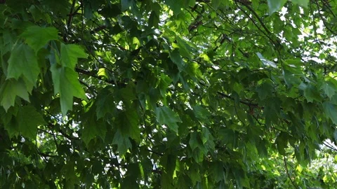 Slow motion over summer leave in tree Stock Footage 107944526