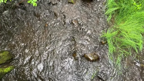 Slow Motion Overhead View of Flowing Stream Water and Green Riverbank Stock Footage 340581192