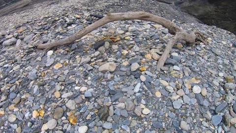 Slow motion overlook close up to a dead old dry bleached wood branch lying on pi Stock Footage 265494488