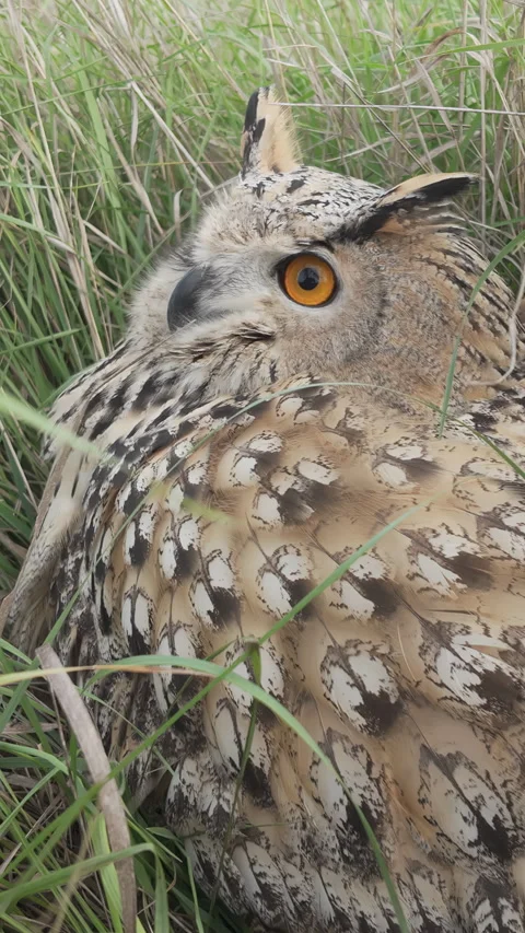 Slow motion of Owl sits on ground, hiding in thick grass. Stock Footage 336851382