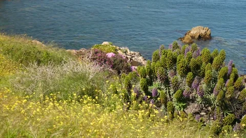 Slow motion Pacific Ocean Stock Footage 142175294