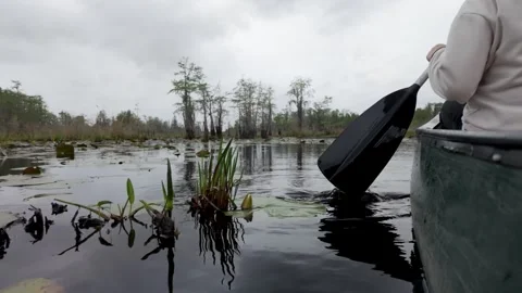 Slow motion paddling through the Okefenokee Stockbeeldmateriaal 332664502