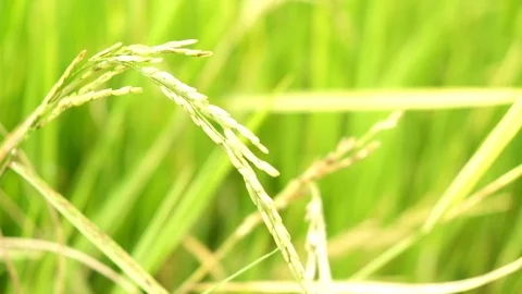 Slow motion of paddy during summer. Stock Footage 101411348