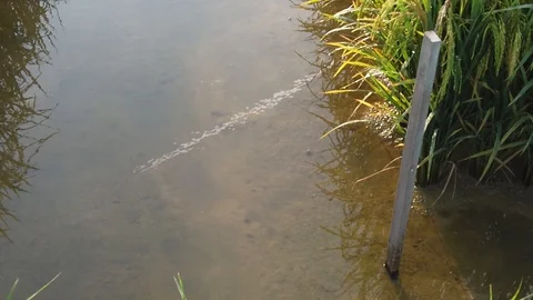 Slow motion paddy field in malaysia Stock Footage 120733533