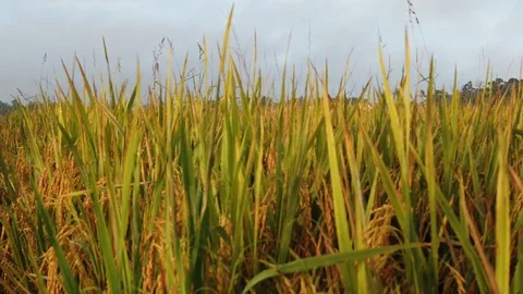 Slow motion paddy field in malaysia Stock Footage 120733654