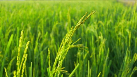 Slow Motion Paddy Movement Stock Footage 280904593