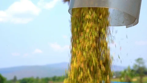 Slow motion paddy rice dropping on store from pipe harvesting tractor  스톡 동영상 106661023