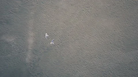 Slow motion pair of birds fly over the ice. seagulls on frozen water Stock Footage 111949900