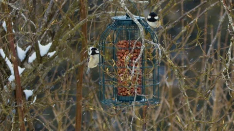 Slow motion pair of Coal tits on feeder in heavy snowfall Stock Footage 114480039