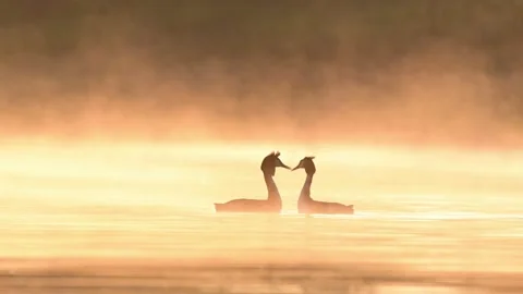 Slow Motion Pair of Great Crested Grebes (Podiceps cristatus) at Sunrise  Stock Footage 334151889