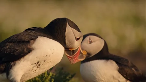 Slow Motion Pair of Two Puffins Billing in Golden Light, Mating Bird Behaviour Stock Footage 341714620