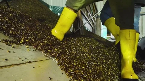 Slow motion of palm fruit falling into drain hole for refining process at 스톡 동영상 252346700