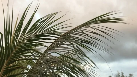Slow-motion palm tree leaves swaying in the wind Video stock 82921104