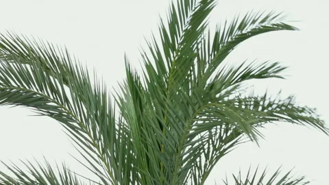 Slow Motion On Palm  Tree Leaves. Movie. No Audio Stock Footage 166038050