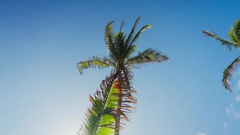 Slow Motion Palm Tree Swaying Against Clear Blue Sky with Soft Lens Flare Stock Footage 326015615